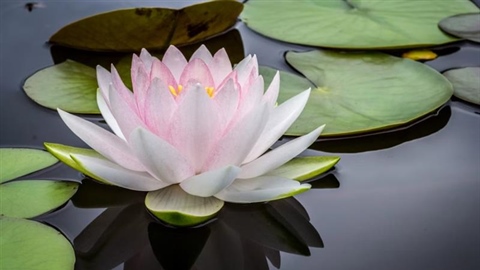 Lotus Flowers: Beauty Rising From the Water