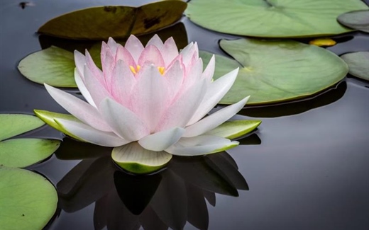Lotus Flowers: Beauty Rising From the Water
