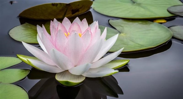 Lotus Flowers: Beauty Rising From the Water