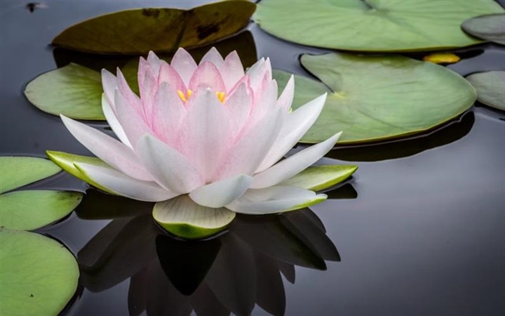 Lotus Flowers: Beauty Rising From the Water