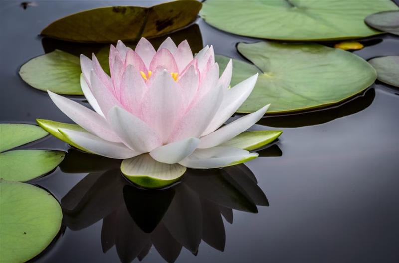 Lotus Flowers: Beauty Rising From the Water