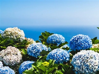 Hydrangeas: Flowers That Can Change Color