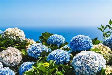 Hydrangeas: Flowers That Can Change Color
