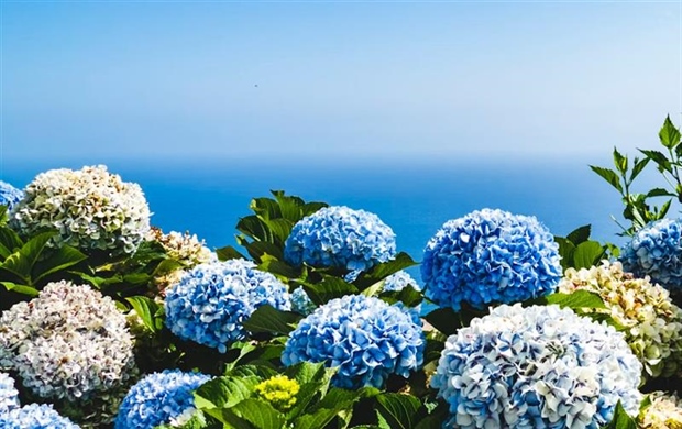 Hydrangeas: Flowers That Can Change Color
