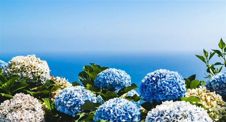 Hydrangeas: Flowers That Can Change Color