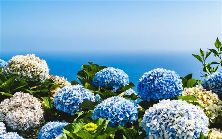 Hydrangeas: Flowers That Can Change Color