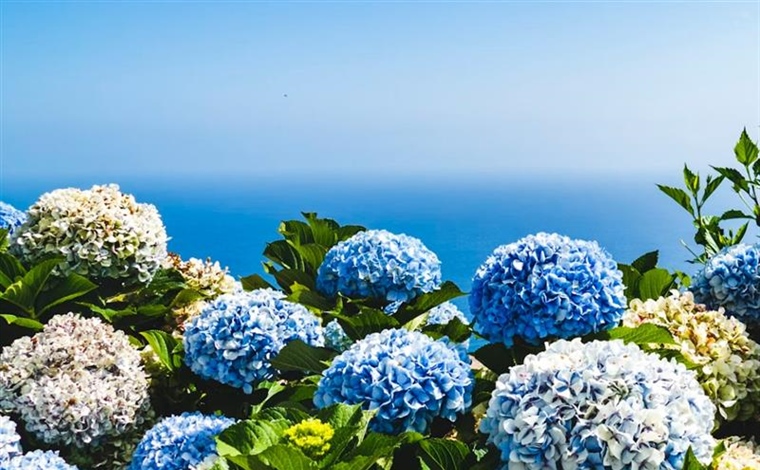 Hydrangeas: Flowers That Can Change Color