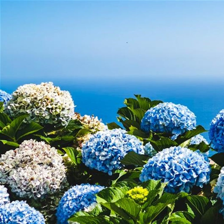 Hydrangeas: Flowers That Can Change Color