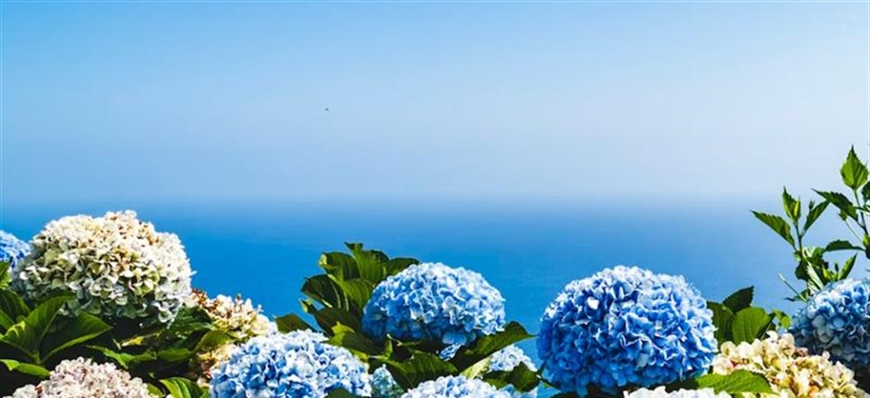 Hydrangeas: Flowers That Can Change Color