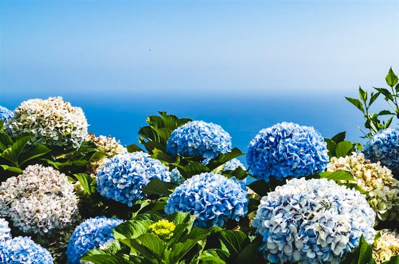 Hydrangeas: Flowers That Can Change Color