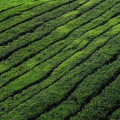 Tea: A Beverage With Thousands of Years of History