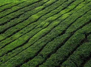 Tea: A Beverage With Thousands of Years of History