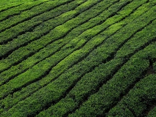 Tea: A Beverage With Thousands of Years of History