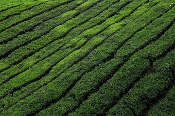 Tea: A Beverage With Thousands of Years of History