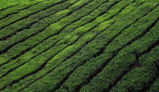 Tea: A Beverage With Thousands of Years of History