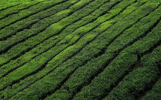 Tea: A Beverage With Thousands of Years of History
