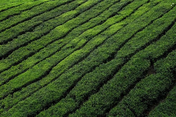 Tea: A Beverage With Thousands of Years of History