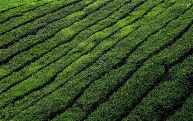 Tea: A Beverage With Thousands of Years of History