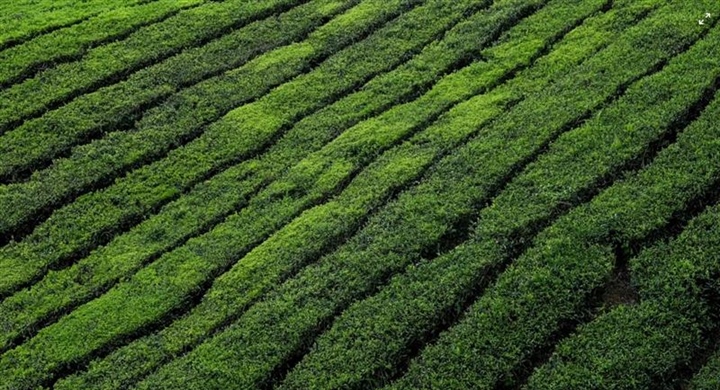 Tea: A Beverage With Thousands of Years of History