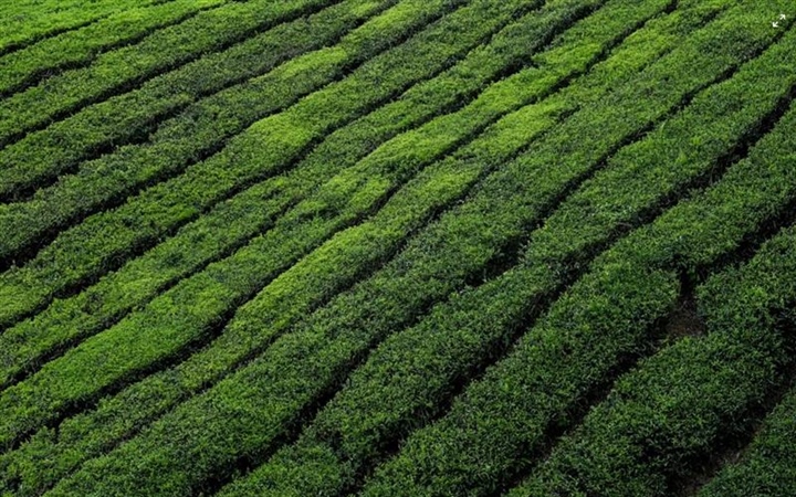 Tea: A Beverage With Thousands of Years of History