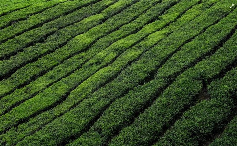 Tea: A Beverage With Thousands of Years of History