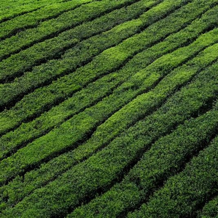 Tea: A Beverage With Thousands of Years of History