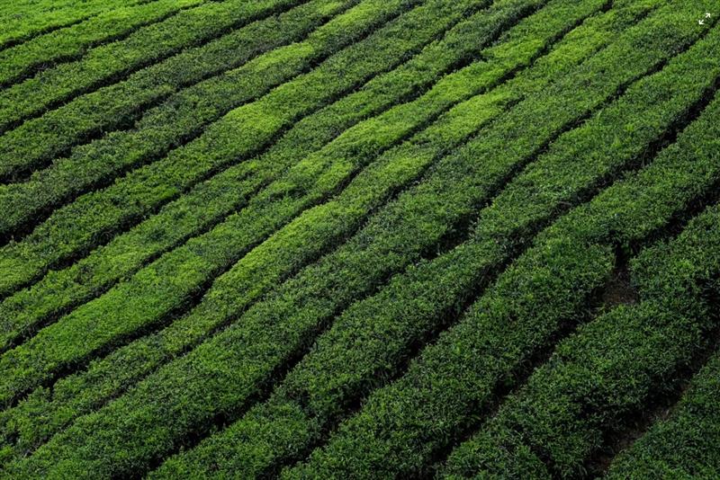 Tea: A Beverage With Thousands of Years of History
