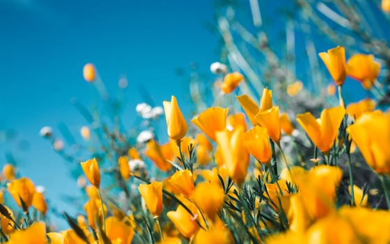 Flowers