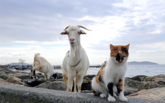 Animals