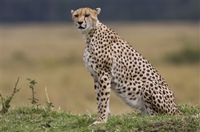 Big cats